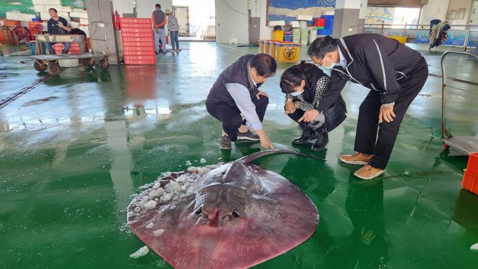 影音／巨無霸「掃把尾魟魚」 嘉義東石驚見超過50公斤逾3米怪魚 - 台北郵報 | The Taipei Post