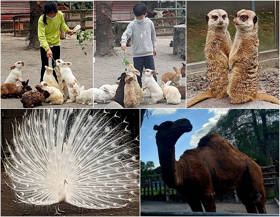 後山小調∕兆豐農埸的可愛動物 - 台北郵報 | The Taipei Post