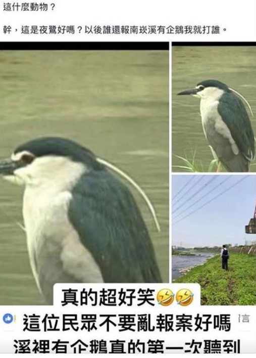 有間諜！「南崁企鵝」混進日本動物園騙吃騙喝 - 台北郵報 | The Taipei Post