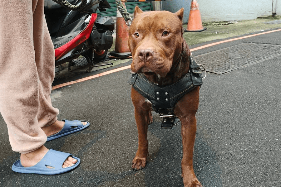 比特犬去年咬傷其他犬隻被罰 今年仍未依規定戴嘴套動保處再祭重罰 - 台北郵報 | The Taipei Post
