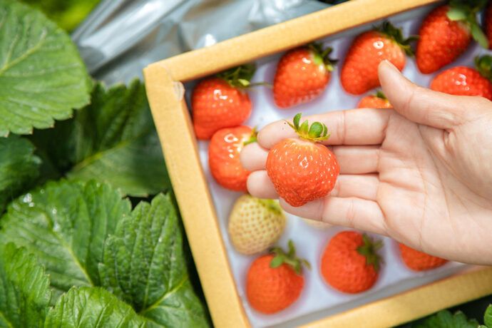 草莓、梅子搜尋熱度飆！奧丁丁市集搶推「好食寵愛節」 享受春天酸甜好滋味 - 台北郵報 | The Taipei Post