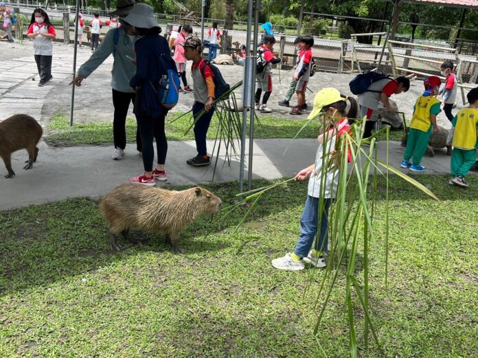 前進兆豐農場認識動物 花蓮市立幼兒園戶外教學生動有趣 - 台北郵報 | The Taipei Post
