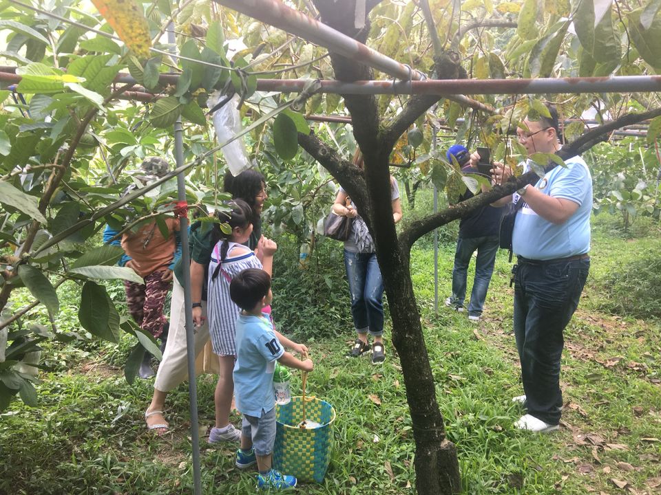 盛夏來臨的山城水梨季 邀您漫步苗栗農遊! - 台北郵報 | The Taipei Post 盛夏來臨的山城水梨季 邀您漫步苗栗農遊! - 台北郵報 | The Taipei Post