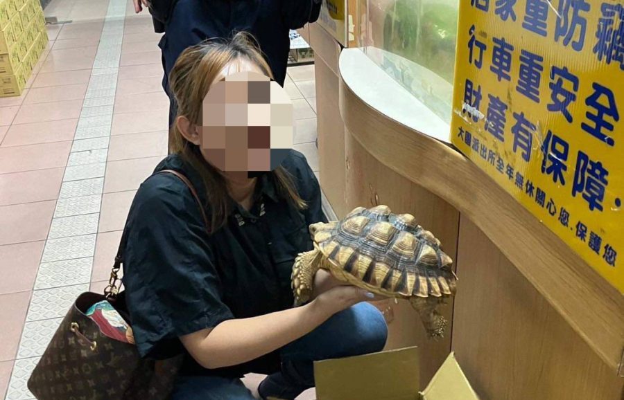 蘇卡達象龜馬路趴趴走 大園警民伸援結束流浪記