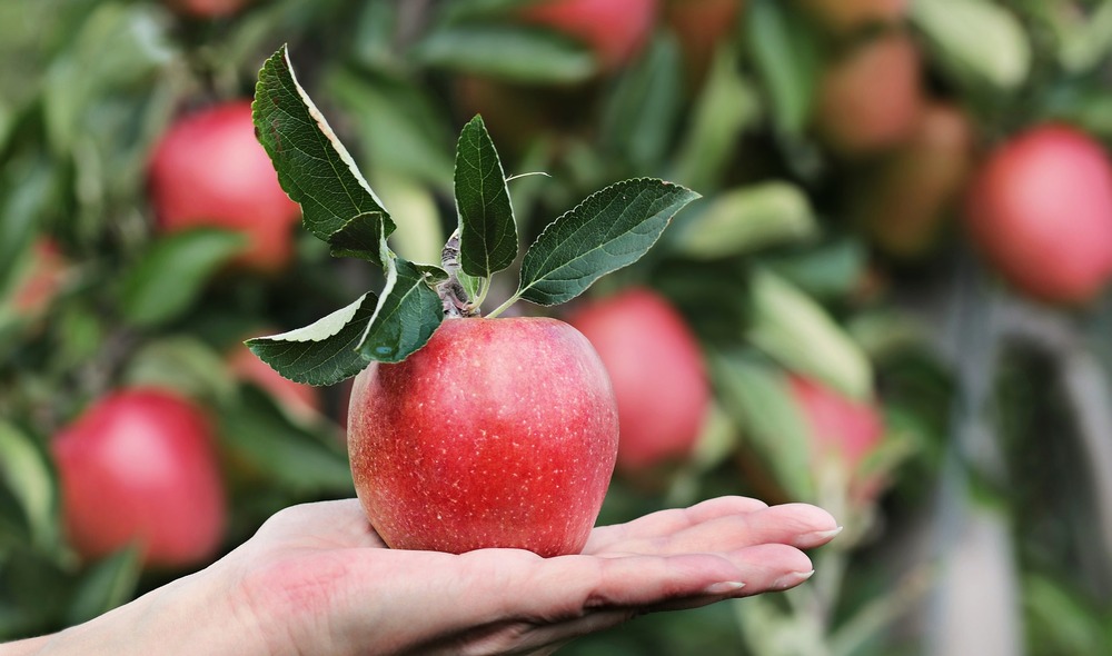 蘋果帶皮吃維生素E多4倍！這1切法最能保住營養