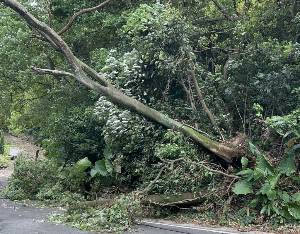 桃園騎士颱風天遭壓重傷！國民黨議員籲路樹維護業務回歸里長、增加補助