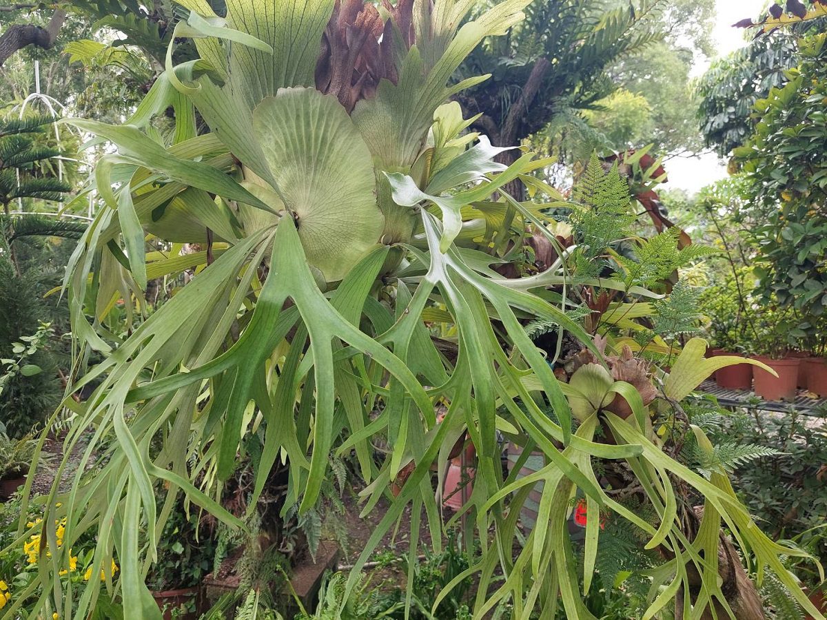 田尾「花田巷尾迺一圈」　百花爭艶之際歡迎大家探索花鄉美好 - 台北郵報 | The Taipei Post