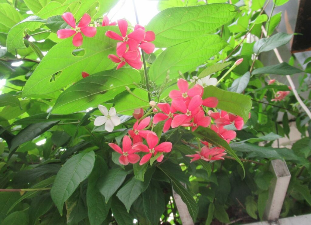 副刊／使君子花開時——記生命中曾有過的盛景