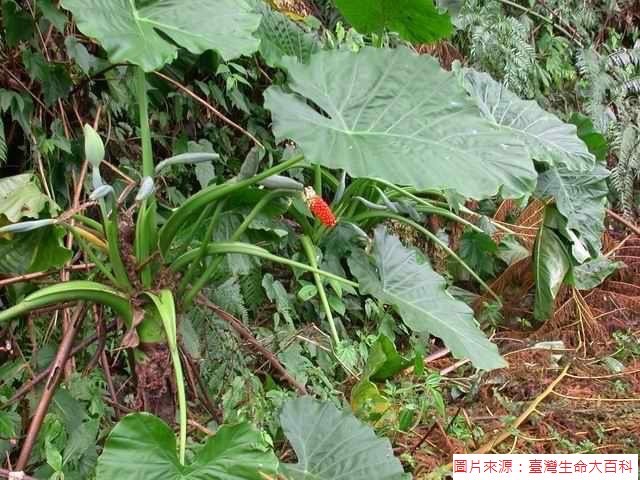 糗！食藥署開記者會教分辨姑婆芋 竟誤拿「千年芋」