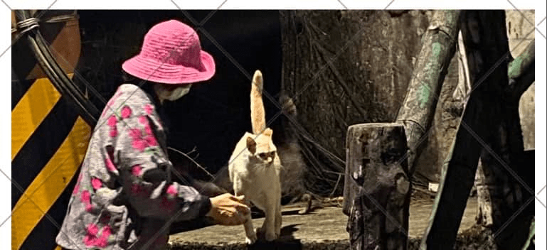 副刊／餵貓的人(上)
