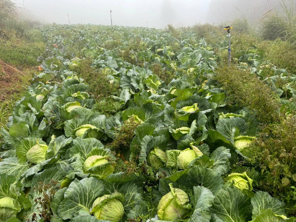 張善政：農業局嚴防寒害農損補助從速從寬