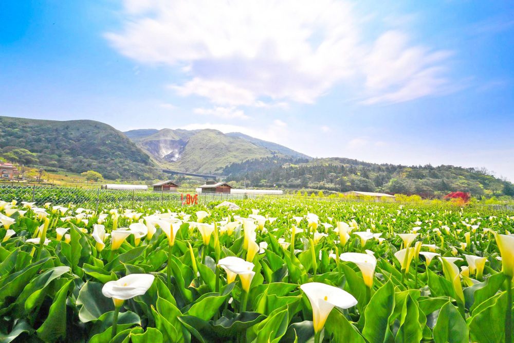 臺北特色農遊賞花趣!龍年走春-呼吸新鮮空氣