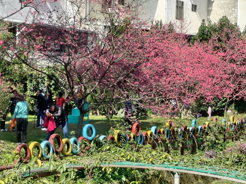 中壢莒光公園變身粉色仙境-賞櫻免出國