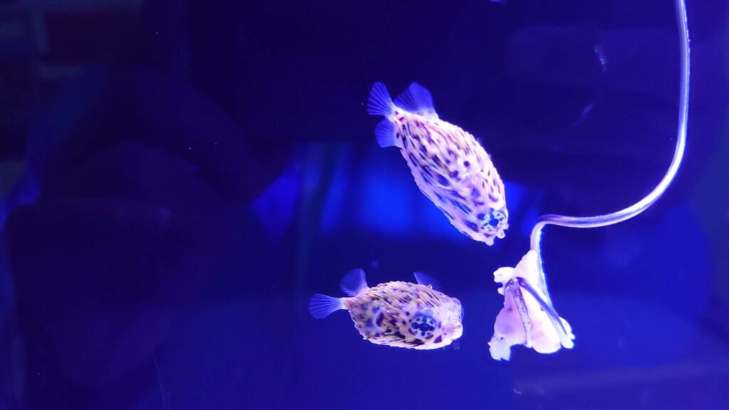 海科館河魨寶寶與民眾相見歡-愛挑食讓飼育人員傷透腦筋