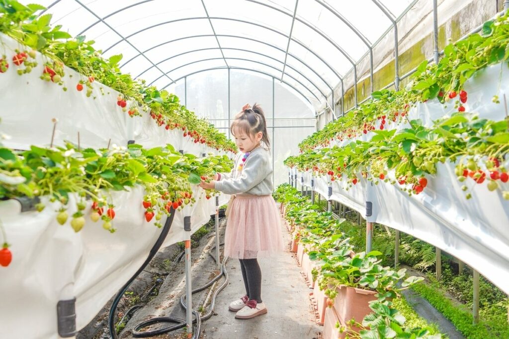 3/2-–-4/28-線上好康滿滿！「2024內湖草莓季」打造甜蜜饗宴