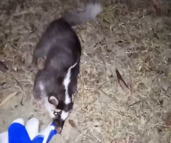 車城鄉鼬獾首次驗出狂犬病　恆春半島近期第二例