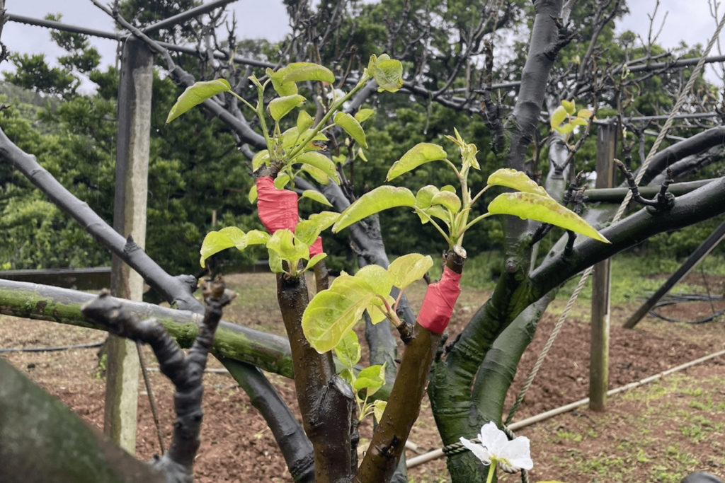 新北梨農注意-淡水、三芝、金山農作受災-3/22前可公所申請救助