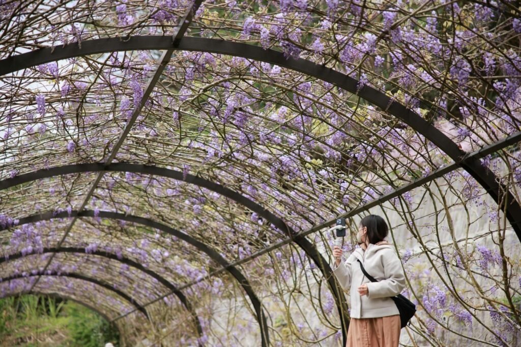 嘉義縣瑞里紫藤花綻放　慢遊紫色山城的浪漫魅力