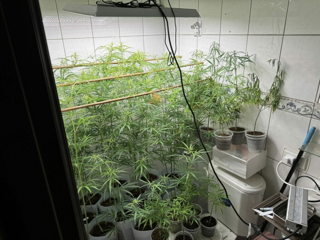 竹縣警淨化社區全力掃蕩不法　查獲大麻種植場