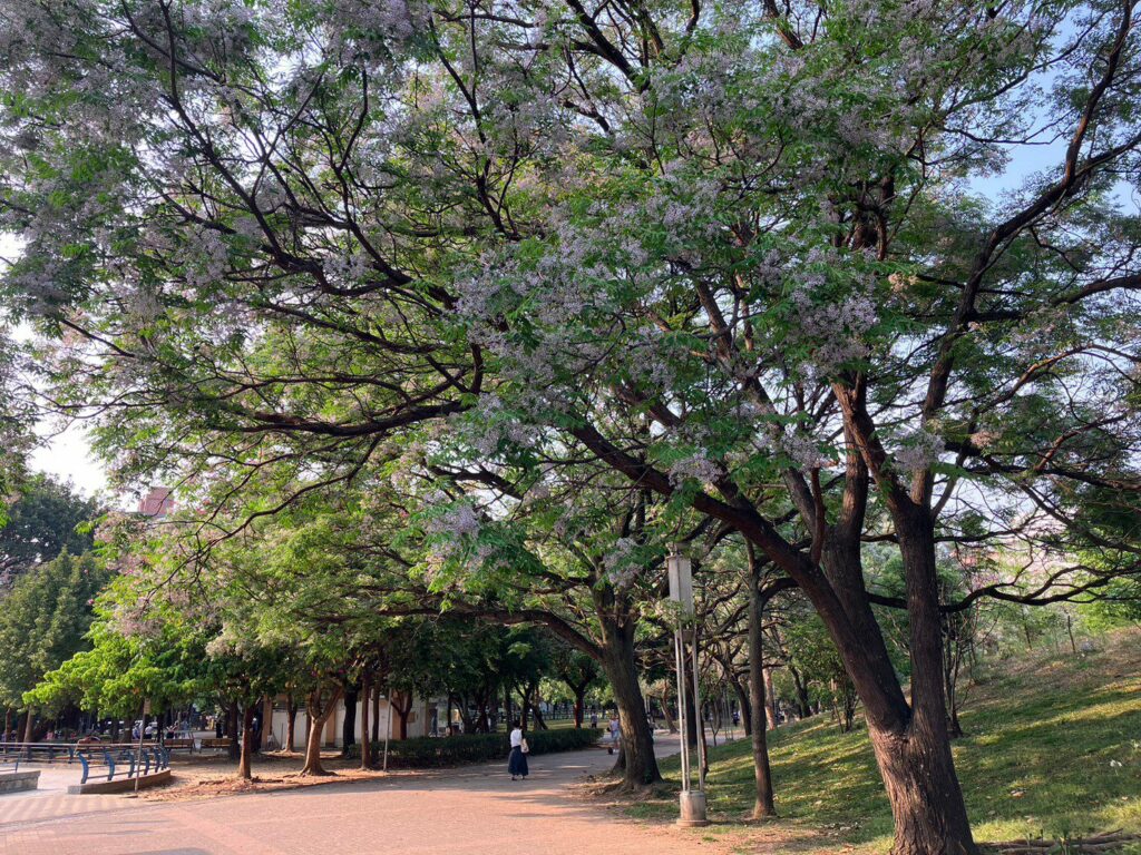 春遊好去處-新北市楝花盛開-公園野餐賞花正潮
