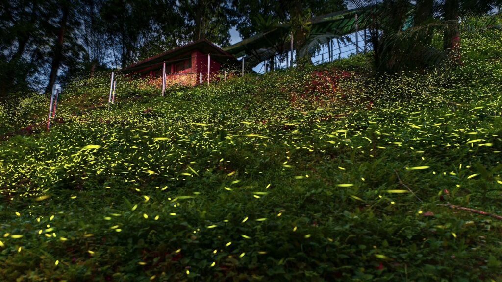 螢火蟲季到　新北農業局推賞螢全攻略
