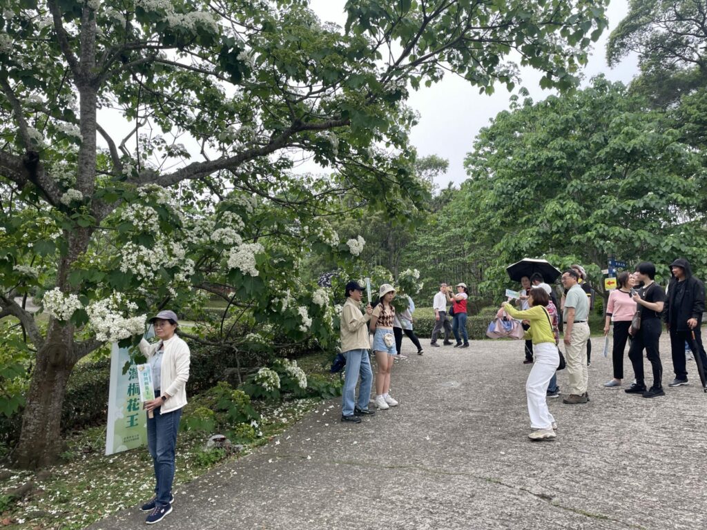 姜太公客家大院桐花盛開　「桐花王」、「桐花順」搶鏡