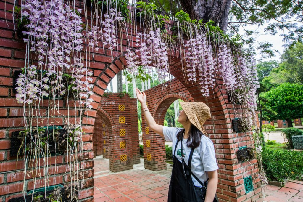 全台最早桐花季4/13登場　油桐、石斛蘭盛放「花現」嘉義之美