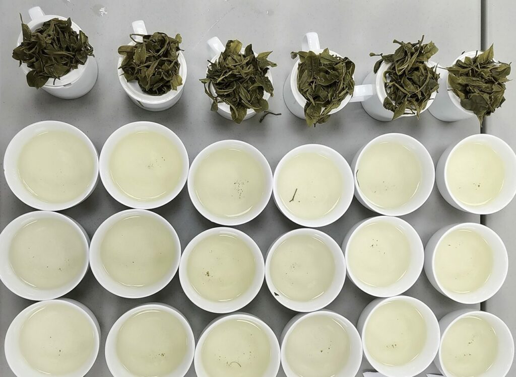2024全台首場茶葉爭霸賽-『碧螺春綠茶』綠茶界的lv