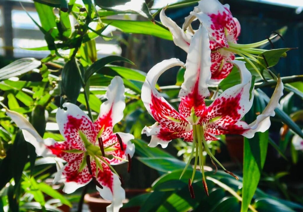 極危物種豔紅鹿子百合　-平溪紫東社區復育成功　在台北植物園種植　7、8月即可賞花