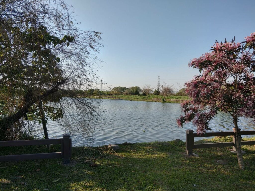 海豐濕地生態池重啟-淨化水質功能再度提升