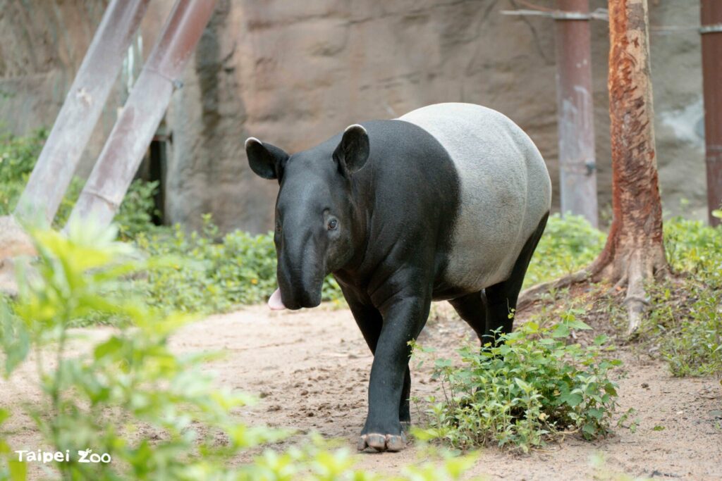 世界貘日　台北動物園準備迎接新寶貝