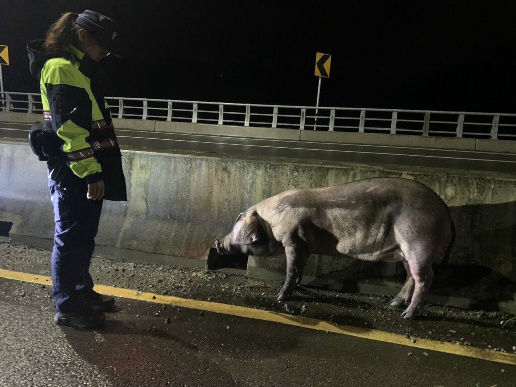 肥豬跳車　波麗士協助飼主找回豬隊友