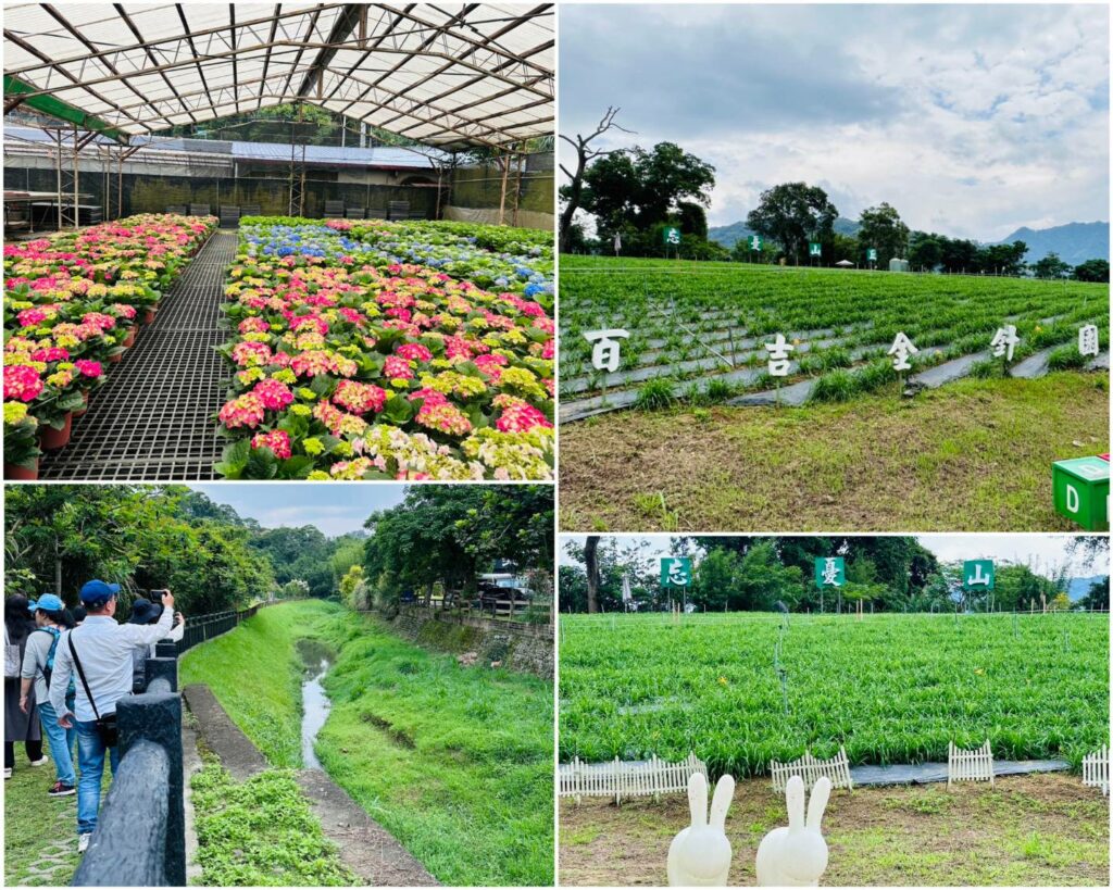2024花現台七-繡球金針農遊趣-5月11日母親節前送金針花大聲說愛