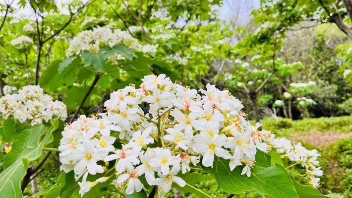 《好客竹縣》春季賞花攻略！漫遊竹縣-踏尋繽紛花海美景