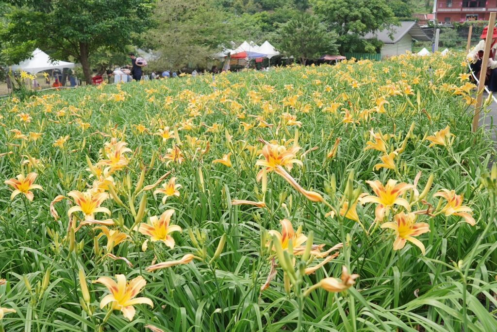 「2024花現台七」今登場-金針花海喜迎母親節