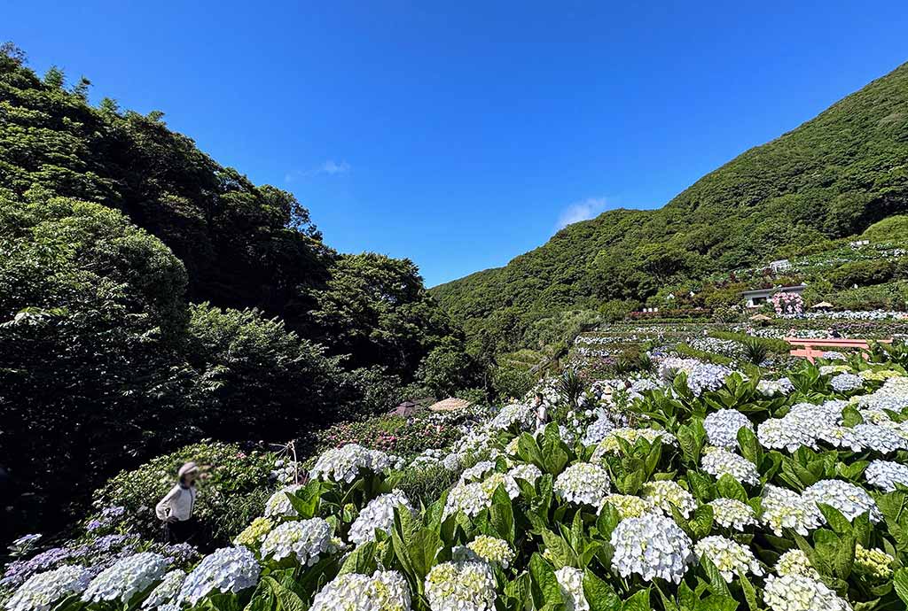 2024繡球花季最新景點推薦，趕快收藏起來！