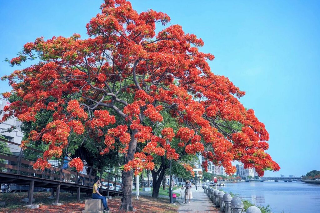 愛河鳳凰花盛開-　520浪漫情人遊高雄