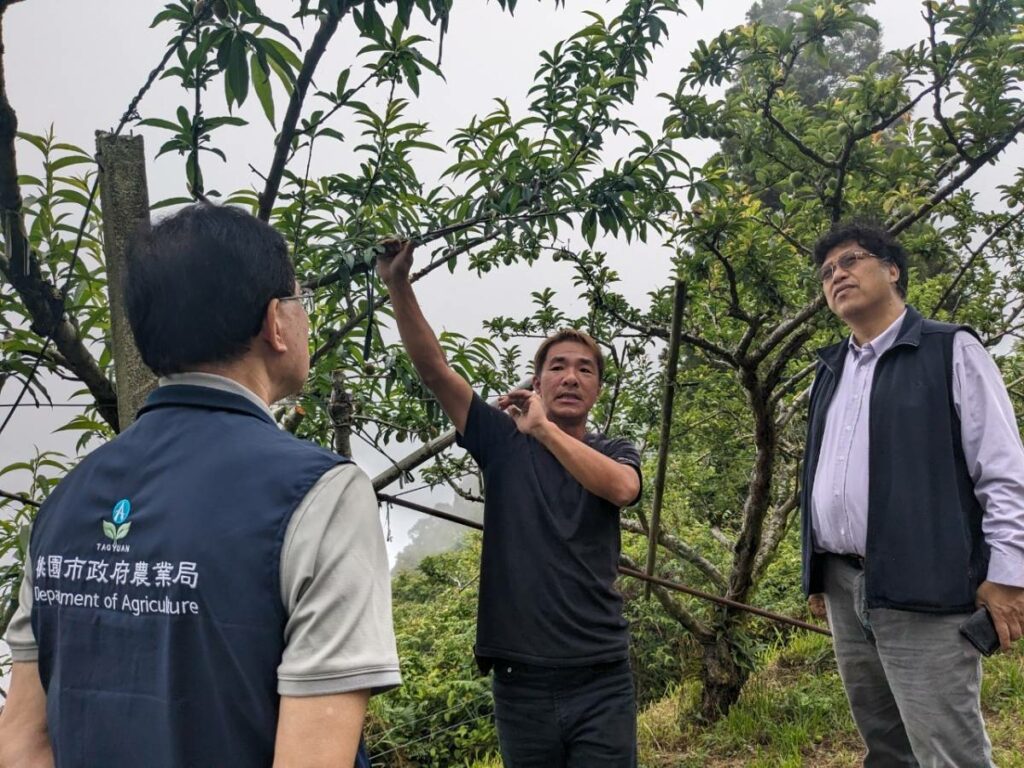 乾旱影響拉拉山水蜜桃收成-桃園農業局：損害率達70%