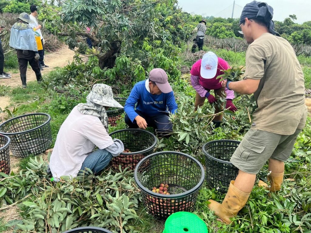 先訓練再調度-高雄市玉荷包產季輕鬆找好工