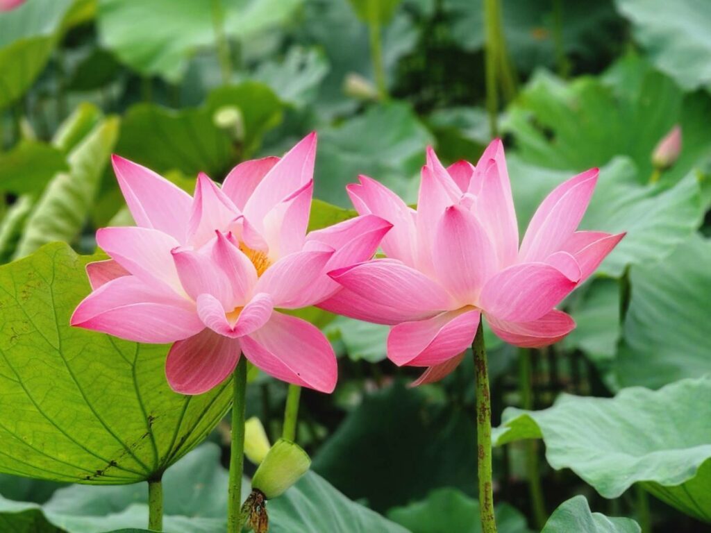 南港清涼荷花祭　急凍夏季艷陽