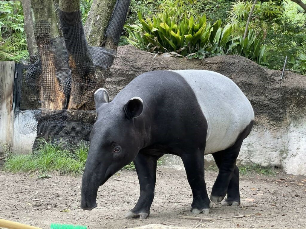 日馬來貘抵台「已無生命跡象」動物園：將解剖釐清原因