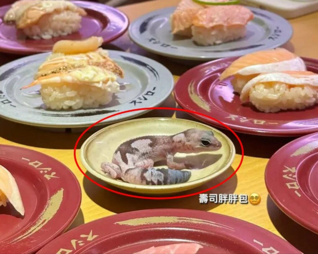 元智女大生慘了！守宮放醬料碟-壽司郎堅持提告