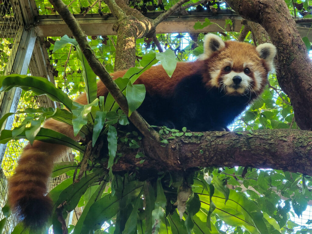 和大家說再見！動物園小貓熊「yaya」腦病變離世