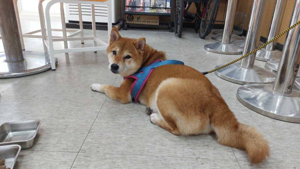 是你家的嗎？桃園柴犬迷路-警急尋飼主中