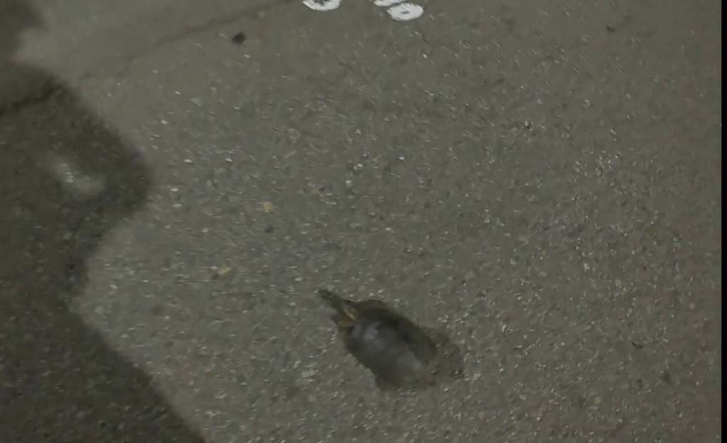 不明生物馬路上緩慢移動-蘆竹警靠近一看是牠