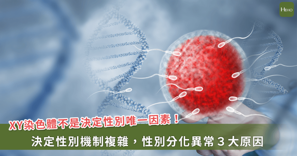 奧運性別爭議／染色體「xy」一定是男性嗎？-遺傳學專家：沒那麼簡單