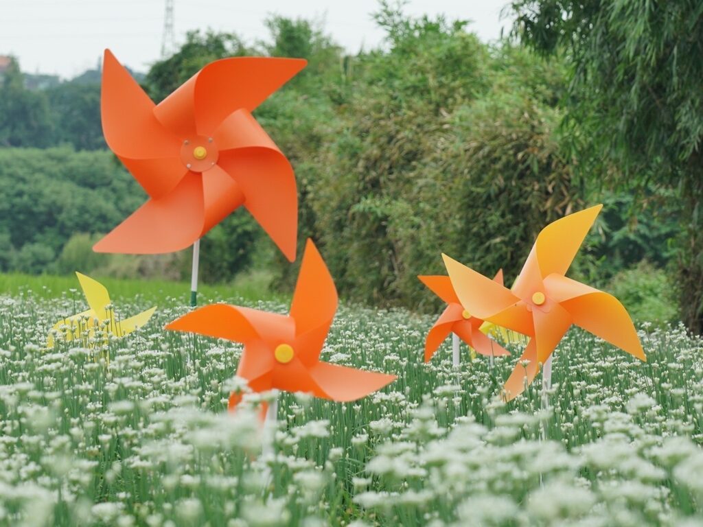 迎接九月雪-大溪韭菜花季8/31起浪漫綻放