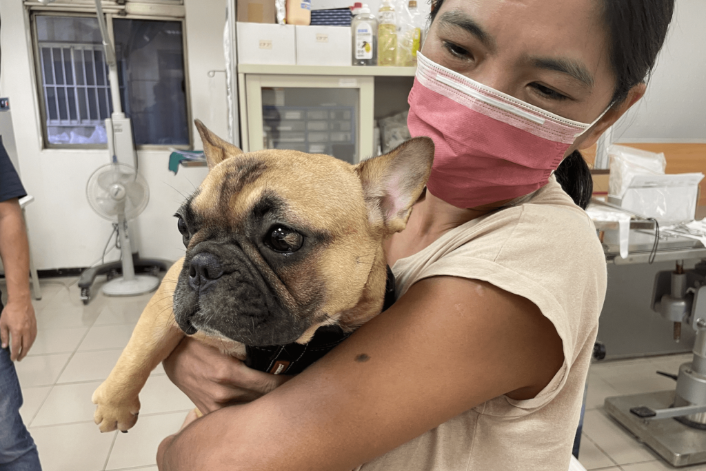 動物之家再創生命奇蹟-罕見角膜疾病法鬥「麵麵」手術後喜獲新家