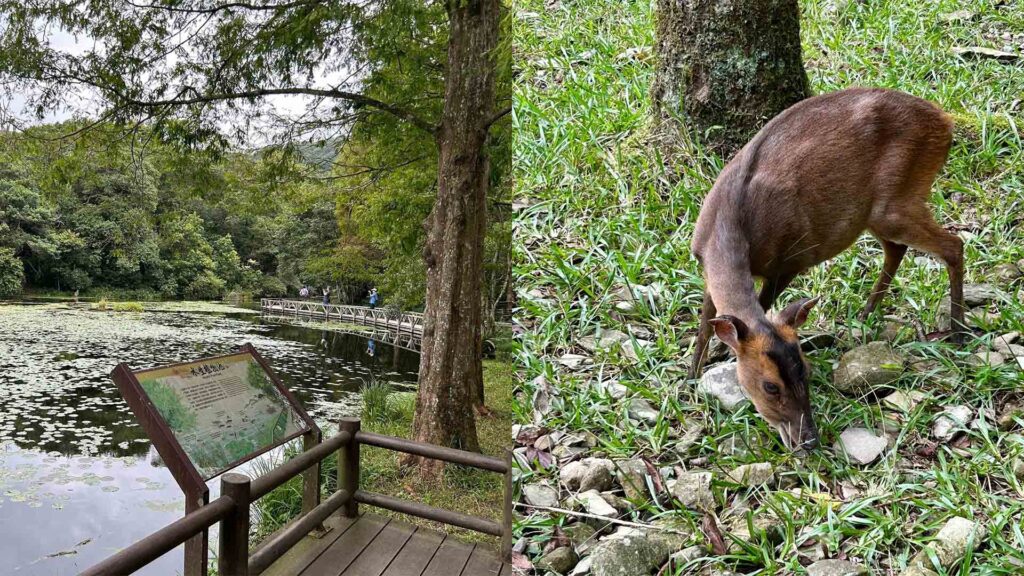 影音/山陀兒颱風來襲　福山植物園9/30至10/2預警性休園