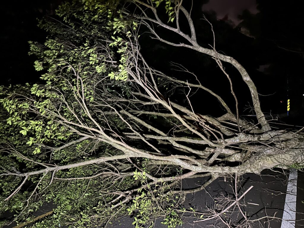 山陀兒挾強風！桃園虎頭山路樹倒塌-桃警火速排除